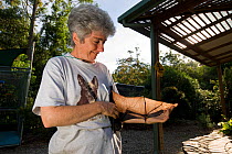 Spectacled flying foxes (Pteropus conspicillatus) Hospital President Jenny Maclean stretches out the wing of a bat, Tolga Bat Hospital, Atherton, North Queensland. January 2008.