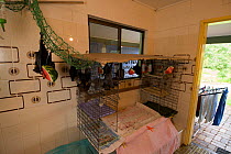 Spectacled flying foxes (Pteropus conspicillatus) inside house in cage, feeding on watermelon, Tolga Bat Hospital, Atherton, North Queensland. January 2008.