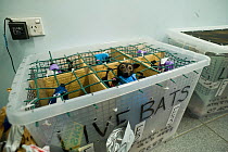 Crate of Spectacled flying fox (Pteropus conspicillatus) babies just arrived by plane from Brisbane after months of care, ready to be returned to the Tolga Bat Hospital for release back to the wild, A...