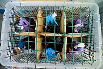 Spectacled flying fox (Pteropus conspicillatus) babies arrive by plane from Brisbane after months of care ready to be returned to the Tolga Bat Hospital for release back to the wild, Atherton, North Q...