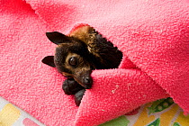 Spectacled flying fox (Pteropus conspicillatus) babies swaddled in cloth ready to sleep, Tolga Bat Hospital, Atherton, North Queensland, Australia. January 2008.