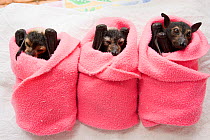 Spectacled flying fox (Pteropus conspicillatus) babies swaddled up in cloth ready to sleep, Tolga Bat Hospital, Atherton, North Queensland, Australia. January 2008.