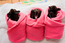 Spectacled flying fox (Pteropus conspicillatus) babies swaddled up in cloth ready to sleep, Tolga Bat Hospital, Atherton, North Queensland, Australia. January 2008.