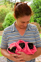 Spectacled flying fox (Pteropus conspicillatus) babies swaddled up in cloth ready to sleep, held by a voluntary wildlife carer, Tolga Bat Hospital, Atherton, North Queensland, Australia. January 2008.