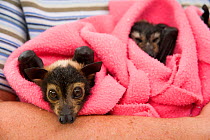 Spectacled flying fox (Pteropus conspicillatus) babies swaddled in cloth ready to sleep, held by a voluntary wildlife carer, Tolga Bat Hospital, Atherton, North Queensland, Australia. January 2008.