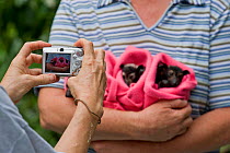 Spectacled flying fox (Pteropus conspicillatus) babies swaddled up in cloth ready to sleep, held by a voluntary wildlife carer with someone taking a photo, Tolga Bat Hospital, Atherton, North Queensla...