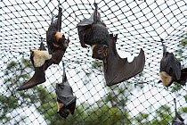 Spectacled flying foxes (Pteropus conspicillatus) hanging from roof of their enclosure, Tolga Bat Hospital, Atherton, North Queensland, Australia. January 2008.