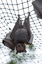 Spectacled flying fox (Pteropus conspicillatus) hanging from roof of their enclosure, Tolga Bat Hospital, Atherton, North Queensland, Australia. January 2008.