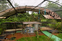 Spectacled flying foxes (Pteropus conspicillatus) hanging from roof of their enclosure, Tolga Bat Hospital, Atherton, North Queensland, Australia. January 2008.