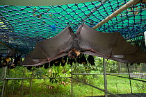 Spectacled flying foxes (Pteropus conspicillatus) hanging from roof of their enclosure, with one bat with wings outstretched, Tolga Bat Hospital, Atherton, North Queensland, Australia. January 2008.