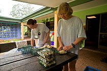 Spectacled flying fox (Pteropus conspicillatus)volunteers prepare bananas to feed the bats, Tolga Bat Hospital, Atherton, North Queensland, Australia. January 2008.