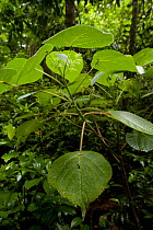 The stinging tree / Gympie-Gympie (Dendrocnide moroides) in rainforest, Tolga, Atherton Highlands, Queensland, Australia. One of the world most venomous plants which can cause months of excruciating p...