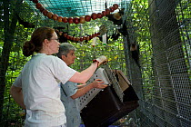 Spectacled flying foxes (Pteropus conspicillatus)rehabilitated and healthy fruit bats are put in boxes to be returned to the wild, Atherton, North Queensland, Australia. January 2008.