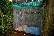 Spectacled flying foxes (Pteropus conspicillatus)rehabilitated and healthy fruit bats are returned to the wild, Atherton, North Queensland, Australia. January 2008.
