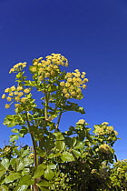 Alexanders (Smyrnium olusatrum) flowers in early spring with blue sky, Norfolk, UK, March.