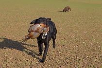 Black labrador dog (Canis familiaris) retrieving cock pheasant on shoot, UK, October.