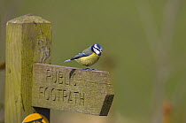Blue tit (Parus caeruleus) perched on footpath sign, UK, March.
