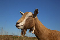British toggenburg domestic goat (Capra hircus) head portrait, UK, March.