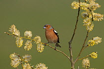 Chaffinch (Fringilla coelebs) male perched in  Willow tree with catkins (Salix caprea) UK, March.