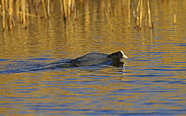 Coot (Fulica atra) swimming in water about to attack rival, UK, March.