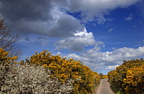 Gorse (Ulex europaeus) and Blackthorn (Prunus spinosa) flowing along country lane, Salthouse Heath, Norfolk, UK, April.