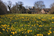 Daffodils (Narcissus) in flower with Brinton Village in background, Norfolk, UK, April.