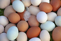 Close up of newly laid free range hens eggs of different colours from various breeds, March, 2012.