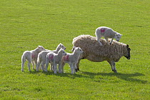 Domestic sheep (Ovis aries) lambs in meadow playing with one standing on Ewe, Norfolk, UK, March.
