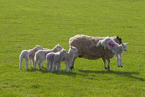 Domestic sheep (Ovis aries) lambs in meadow one jumping off ewe's back, Norfolk, UK, March.