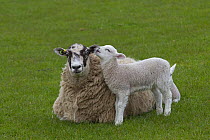 Domestic sheep (Ovis aries) lamb in meadow  with ewe lying down, Norfolk, UK, April.