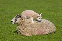 Domestic sheep (Ovis aries) lambs in meadow playing, with one standing on Ewe, Norfolk, UK, March.