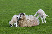 Domestic sheep (Ovis aries) lambs in meadow playing, with one jumping on Ewe, Norfolk, UK, March.