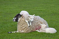Domestic sheep (Ovis aries) lambs in meadow playing, with one sitting on Ewe, Norfolk, UK, March.