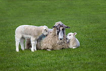 Domestic sheep (Ovis aries) lambs in meadow with Ewe, Norfolk, UK, March.