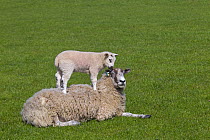 Domestic sheep (Ovis aries) lambs in meadow playing, with one standing on Ewe, Norfolk, UK, March.