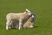 Domestic sheep (Ovis aries) lamb in meadow standing next to Ewe, UK, March.