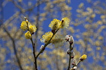 Goat / Pussy willow (Salix caprea) catkins growing in hedgerow, UK, March.