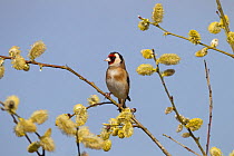 Goldfinch (Carduelis carduelis) perched amongst willow catkins (Salix caprea) UK, March.