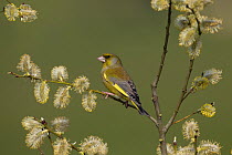 Greenfinch (Carduelis chloris) perched amongst  Pussy willow catkins (Salix caprea) UK, March.