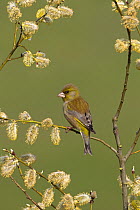 Greenfinch (Carduelis chloris) perched amongst Pussy willow catkins (Salix caprea) UK, March.
