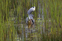 Heron (Ardea sp) standing in reeds with freshly caught chub fish (Leucicus cephalus) UK, April.