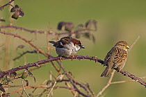 House sparrow (Passer domesticus) male and female perched in hedgerow, UK, February.