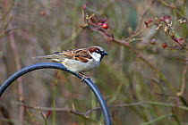 House sparrow (Passer domesticus) male perched on metal railing, UK, March.