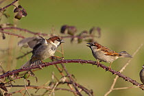 House sparrow (Passer domesticus) two males perched in farm hedgerow, UK, February.