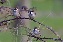 House sparrow (Passer domesticus) three males perched in farm hedgerow, UK, February.