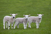 Domestic sheep (Ovis aries) three lambs playing in meadow, Norfolk, UK, April.