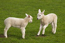 Domestic sheep (Ovis aries) two lambs playing in meadow, Norfolk, UK, April.