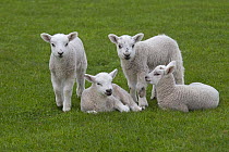 Domestic sheep (Ovis aries) lambs playing in meadow, Norfolk, UK, April.