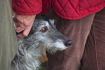 Portrait of Lurcher dog standing close to owner, UK, February.
