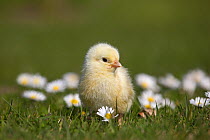 Domestic chicken (Gallus gallus domesticus) day old chick newly hatched standing in amongst Daises  UK, March.